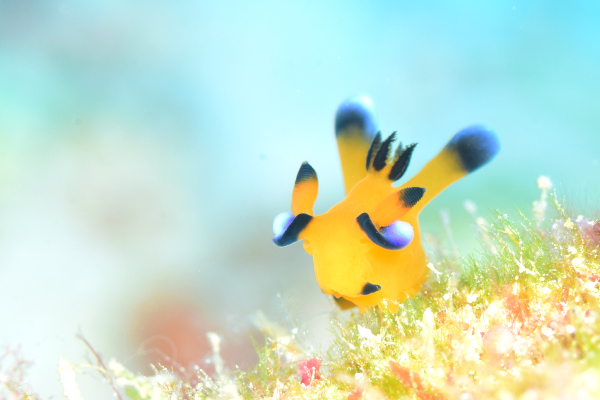 ピカチュウ